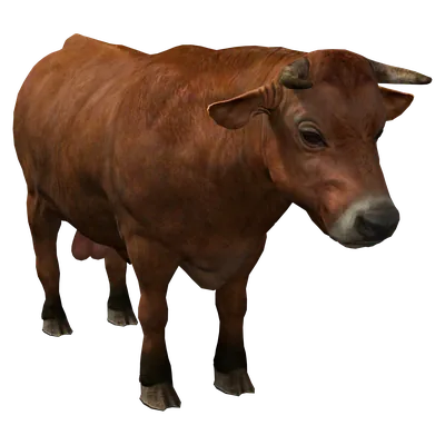 Cattle