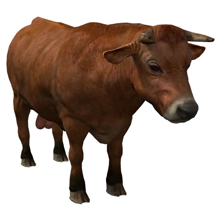 Cattle