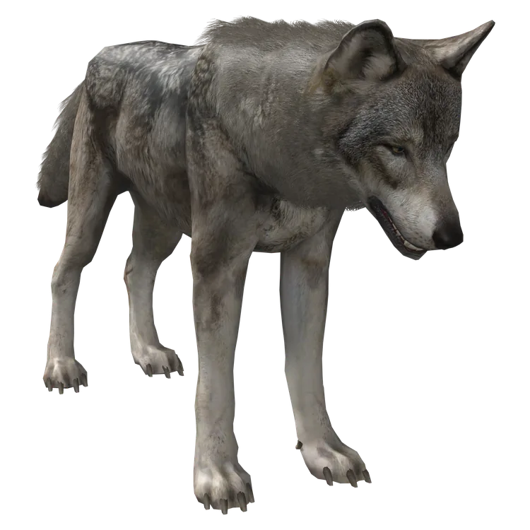 Wolf