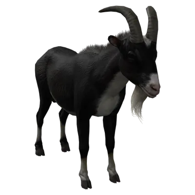 Goat