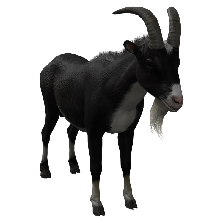Goat