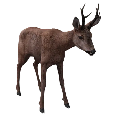 Roe Deer
