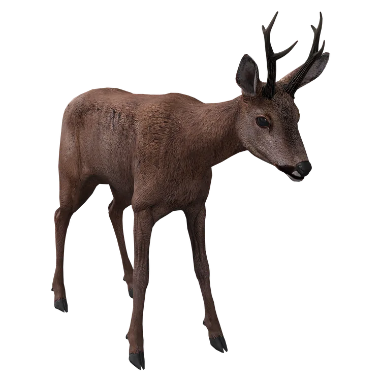 Roe Deer