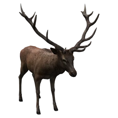 Red Deer