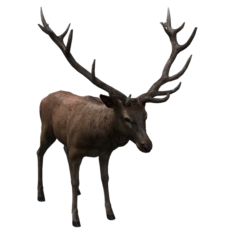 Red Deer