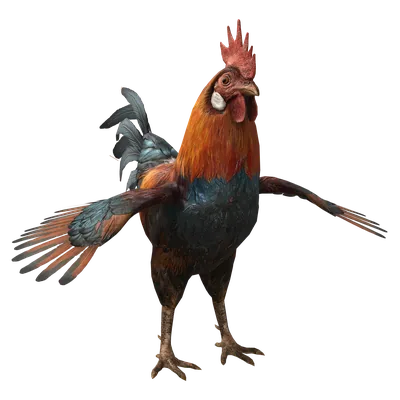 Chicken