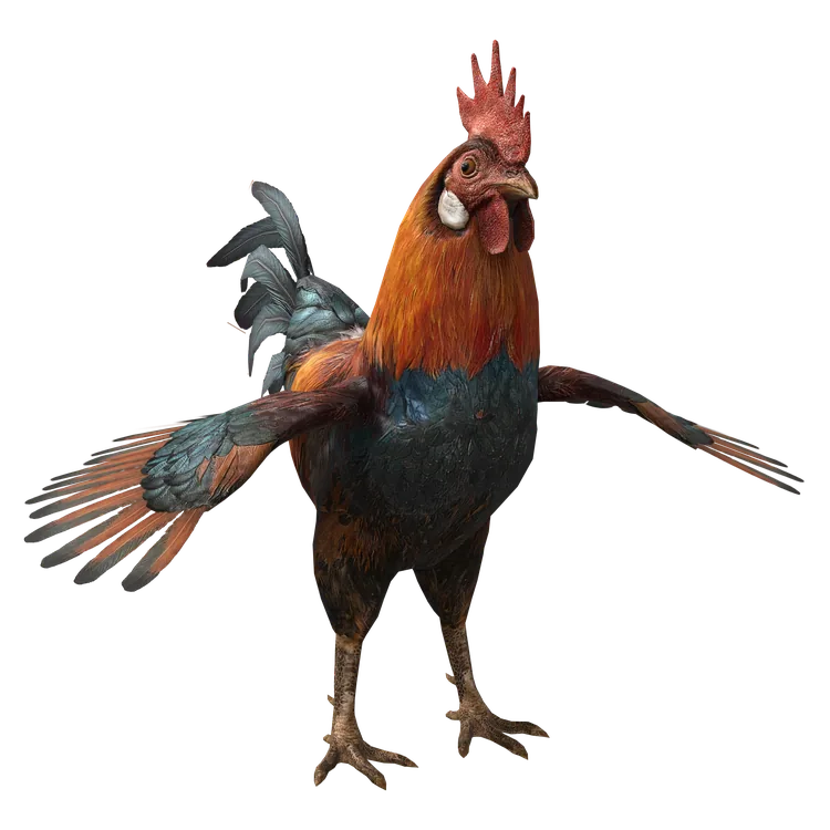 Chicken
