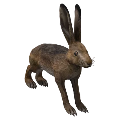 Hare