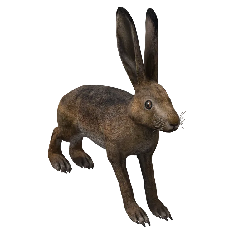 Hare