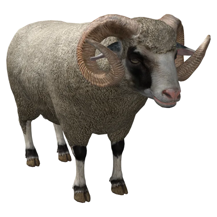 Sheep