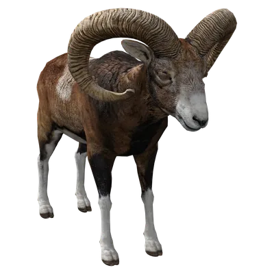 Mouflon