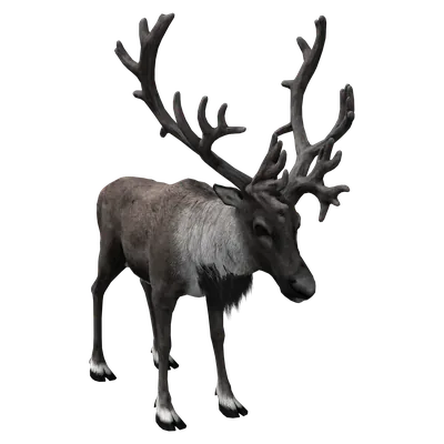 Reindeer
