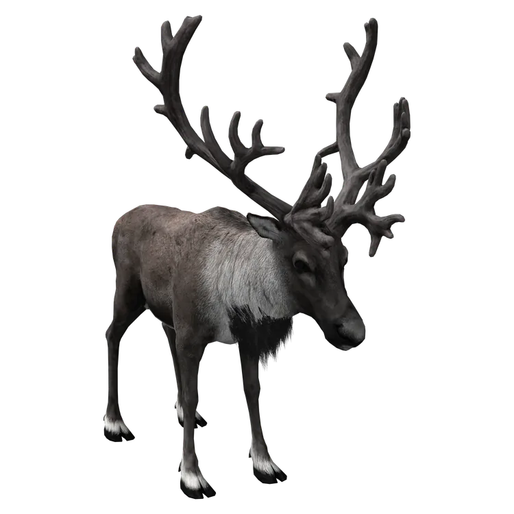 Reindeer