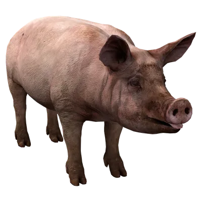 Pig