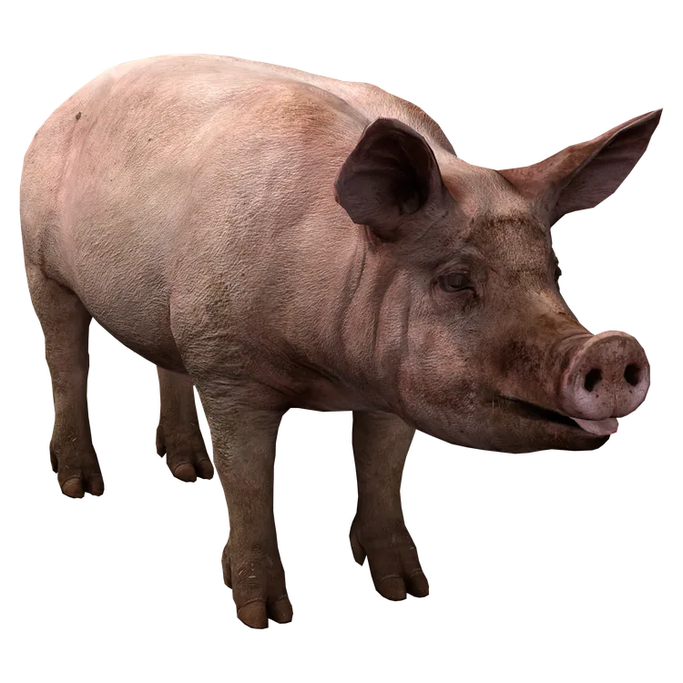 Pig