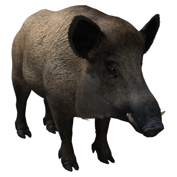 Wild Boar