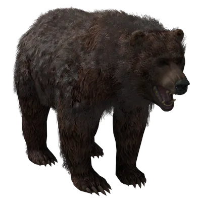 Brown Bear