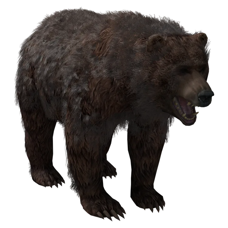 Brown Bear