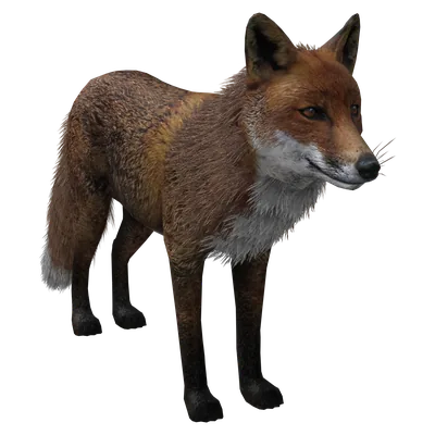 Red Fox