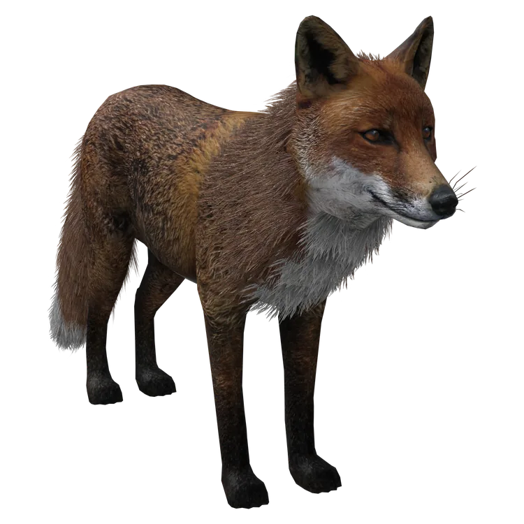 Red Fox