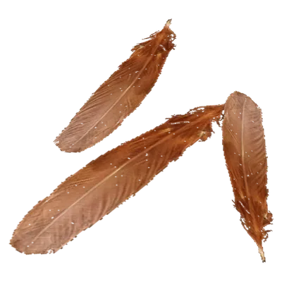 Chicken Feathers