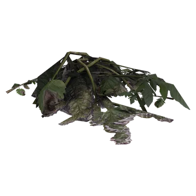 Plant Material