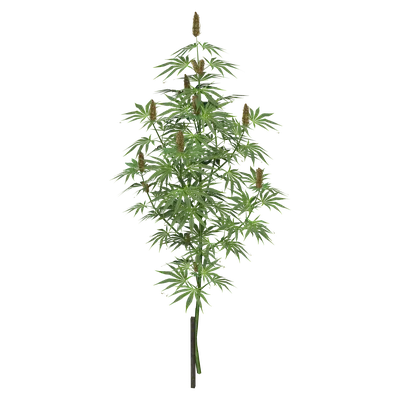 Plant_Cannabis