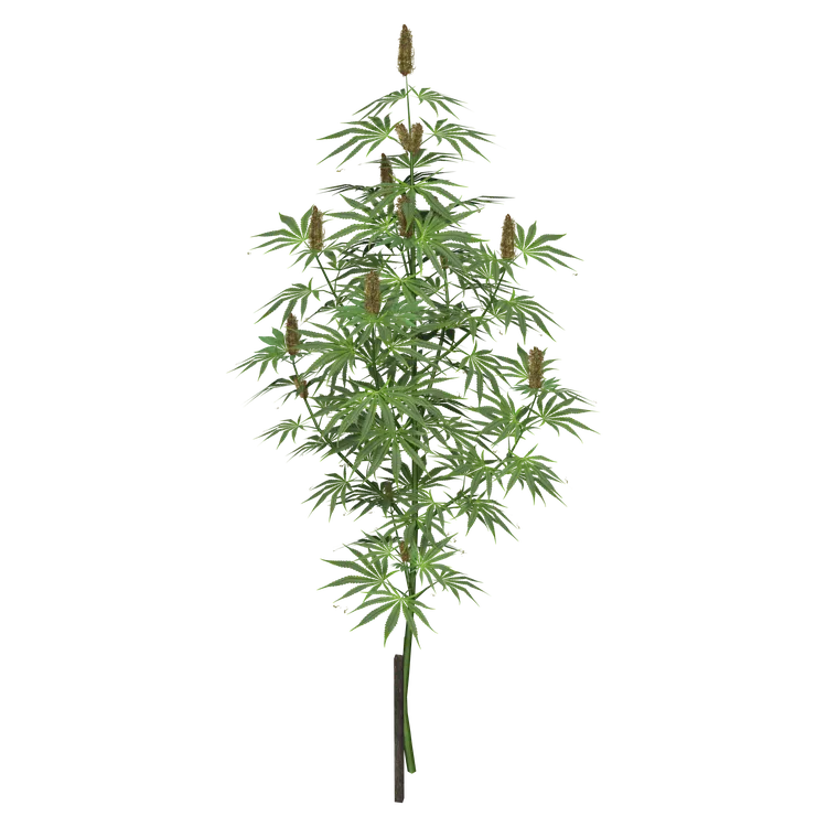 Plant_Cannabis