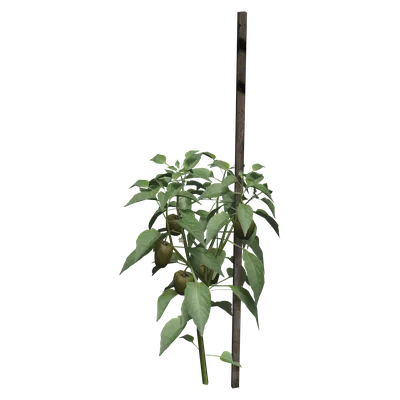 Pepper Plant