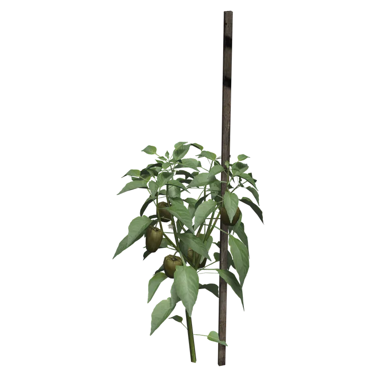 Pepper Plant