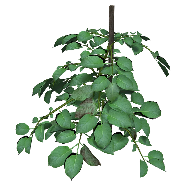 Potato Plant