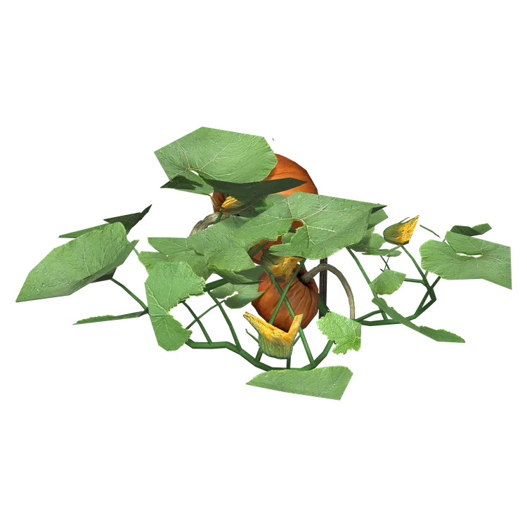 Pumpkin Plant