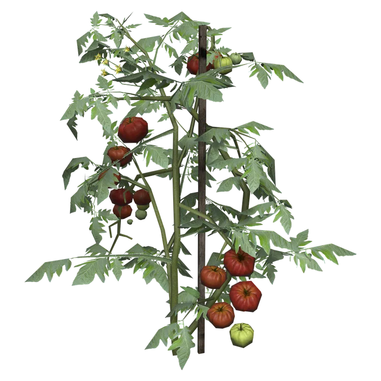 Tomato Plant