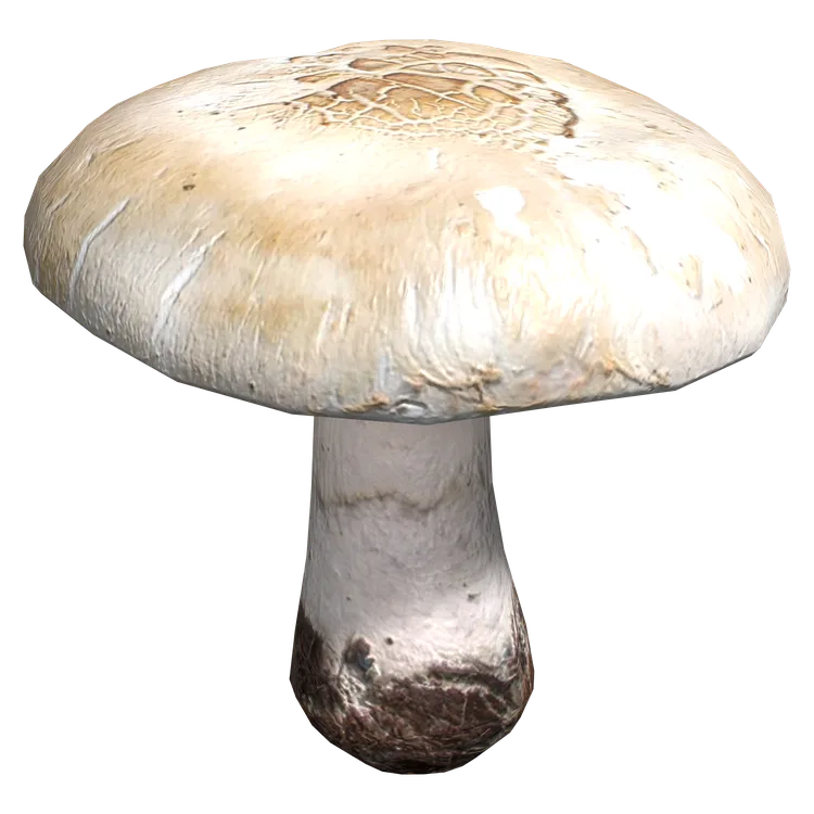 Field Mushroom