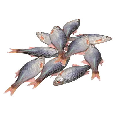 Bitterlings