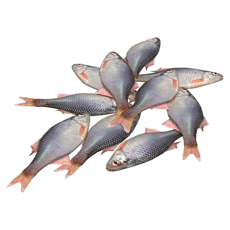 Bitterlings
