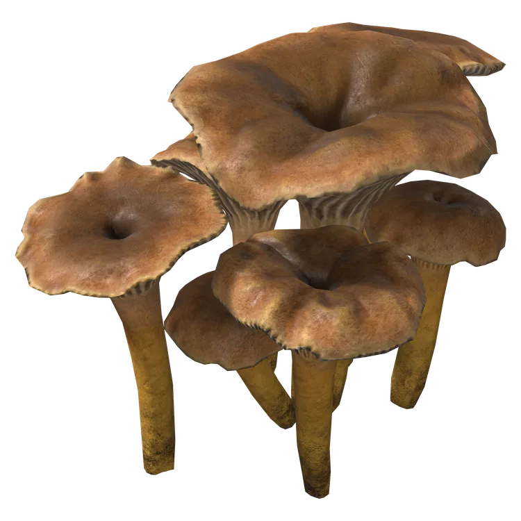 Yellowfoot Mushroom