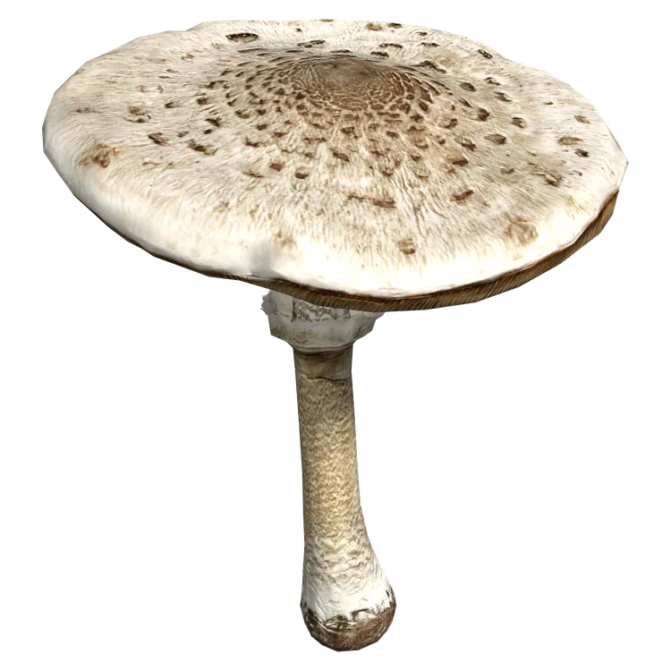 Parasol Mushroom
