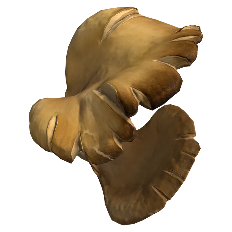 Oyster Mushroom