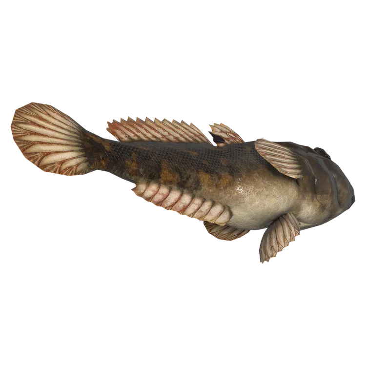 Round Goby