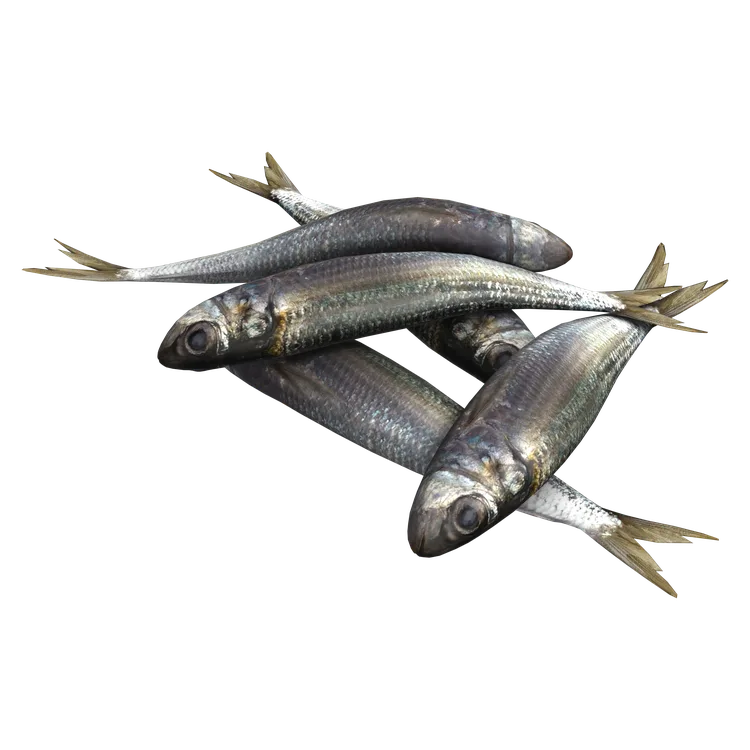 Sardines