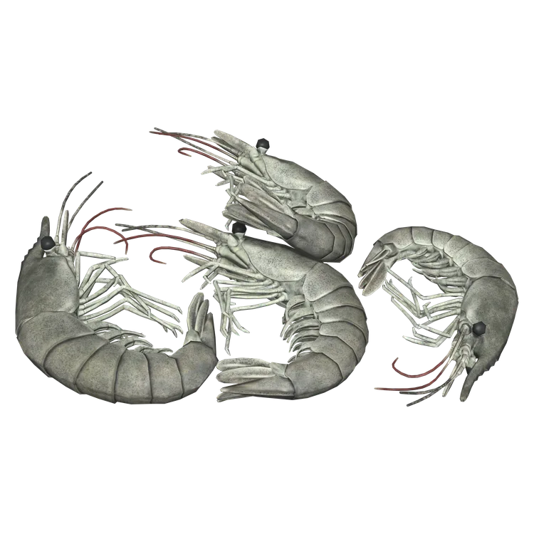 Shrimp