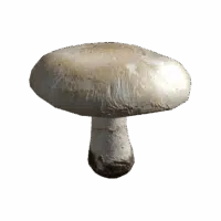 Field Mushroom