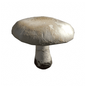 AgaricusMushroom