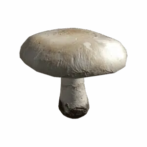 AgaricusMushroom