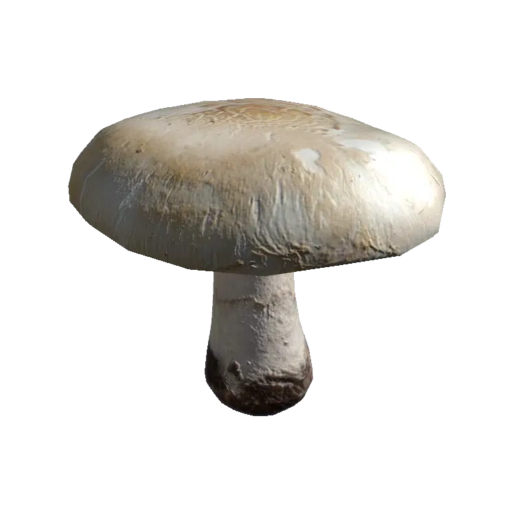 Field Mushroom