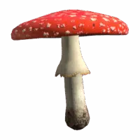 Fly Amanita