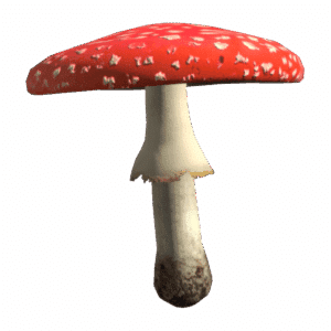 AmanitaMushroom