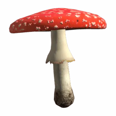 Fly Amanita