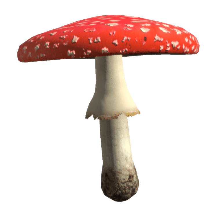 Fly Amanita